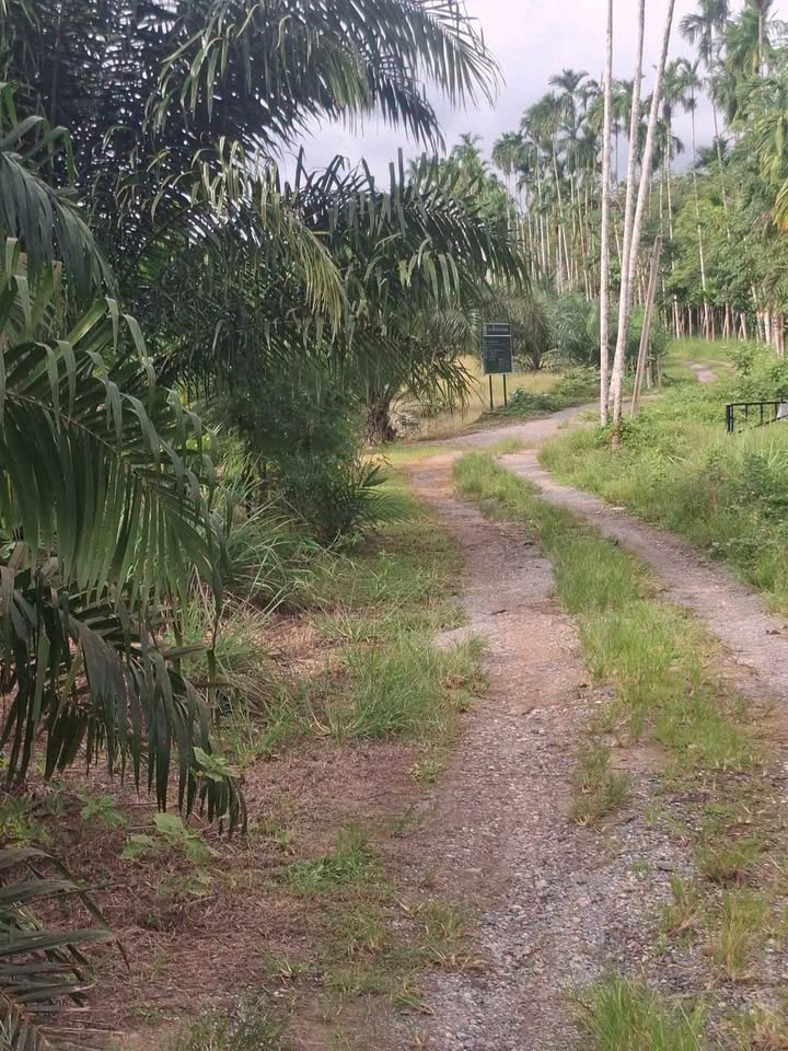 12 rai palm plantation with small house for sale in Thung Maphrao, Thai Mueang – รูปที่ 4