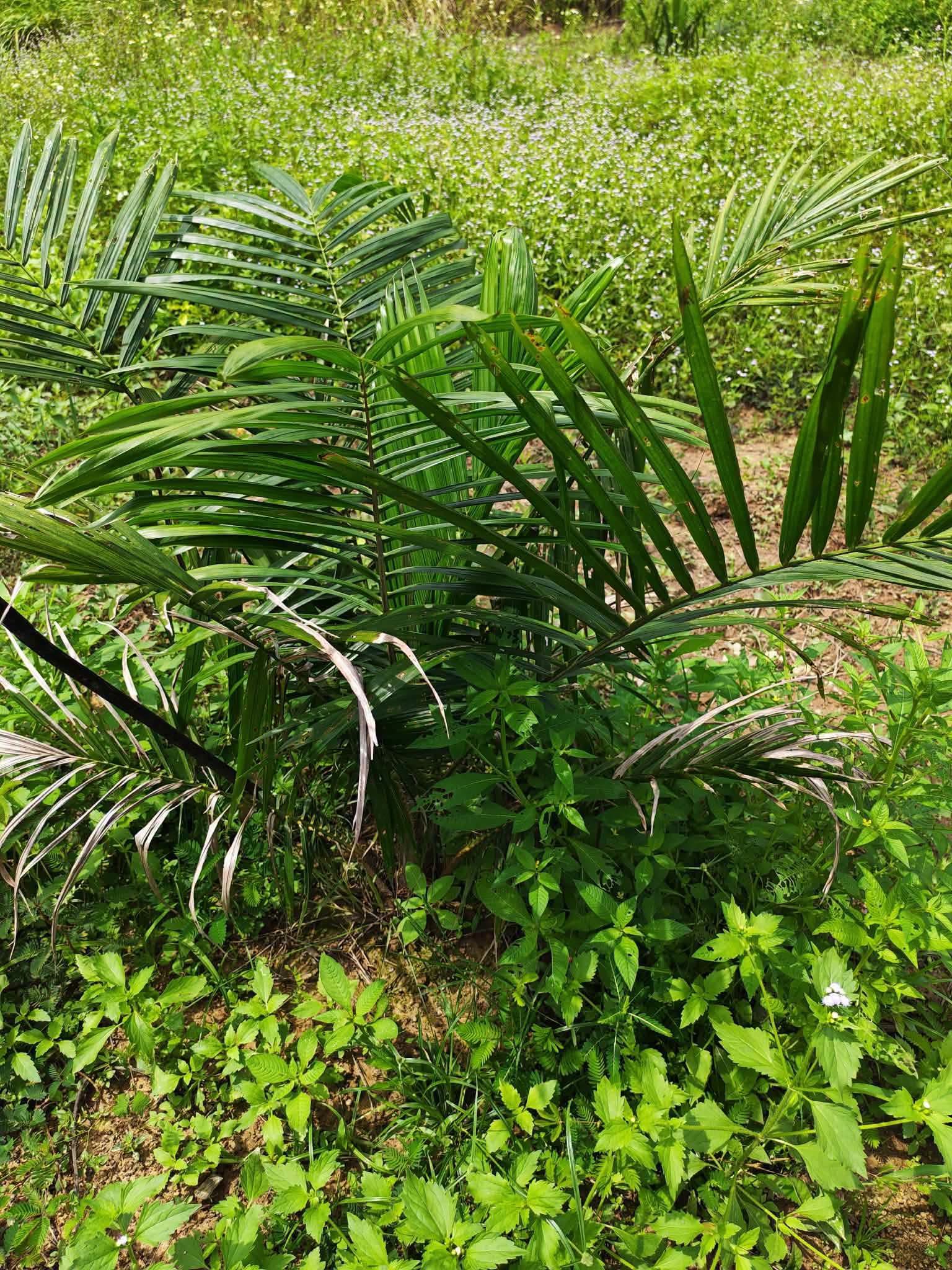 10-rai oil palm plantation for sale in Thung Song, Nakhon Si Thammarat – photo 5