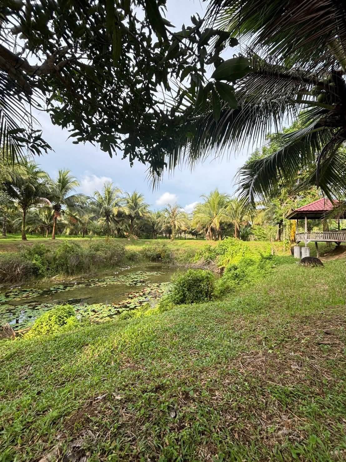 Coconut Garden Land for Sale in Tha Yu, Phang Nga – photo 9