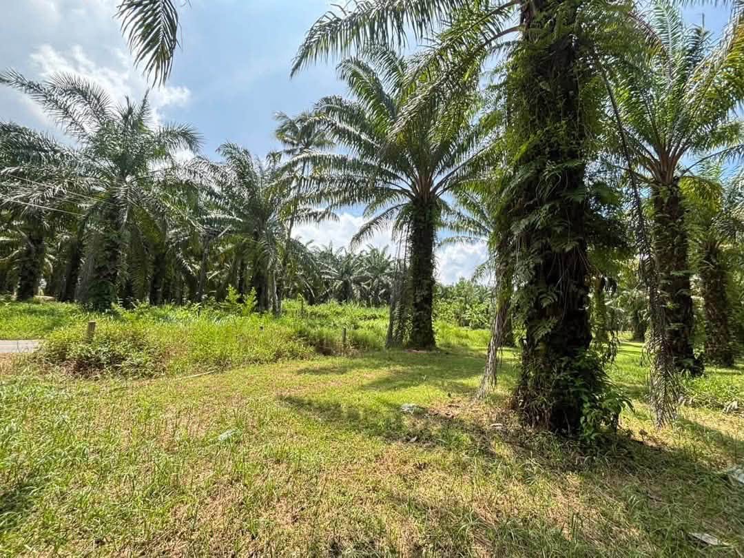 Coconut Garden Land for Sale in Tha Yu, Phang Nga – photo 2