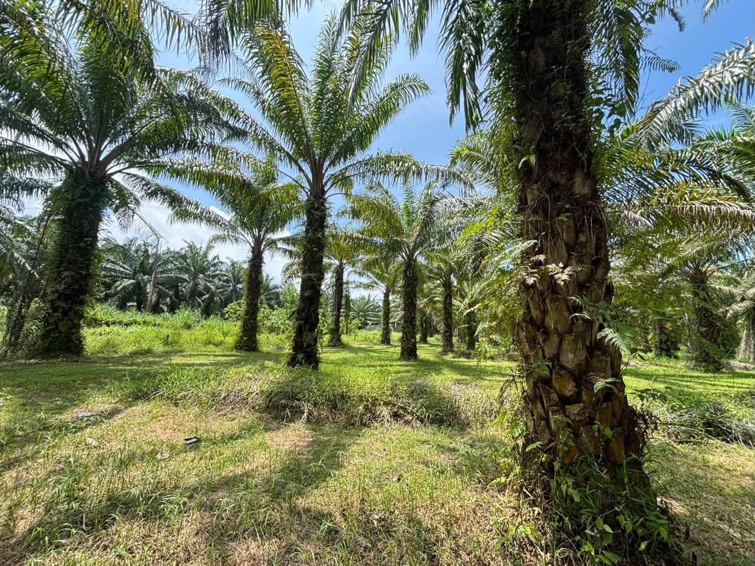 Coconut Garden Land for Sale in Tha Yu, Phang Nga – photo 3