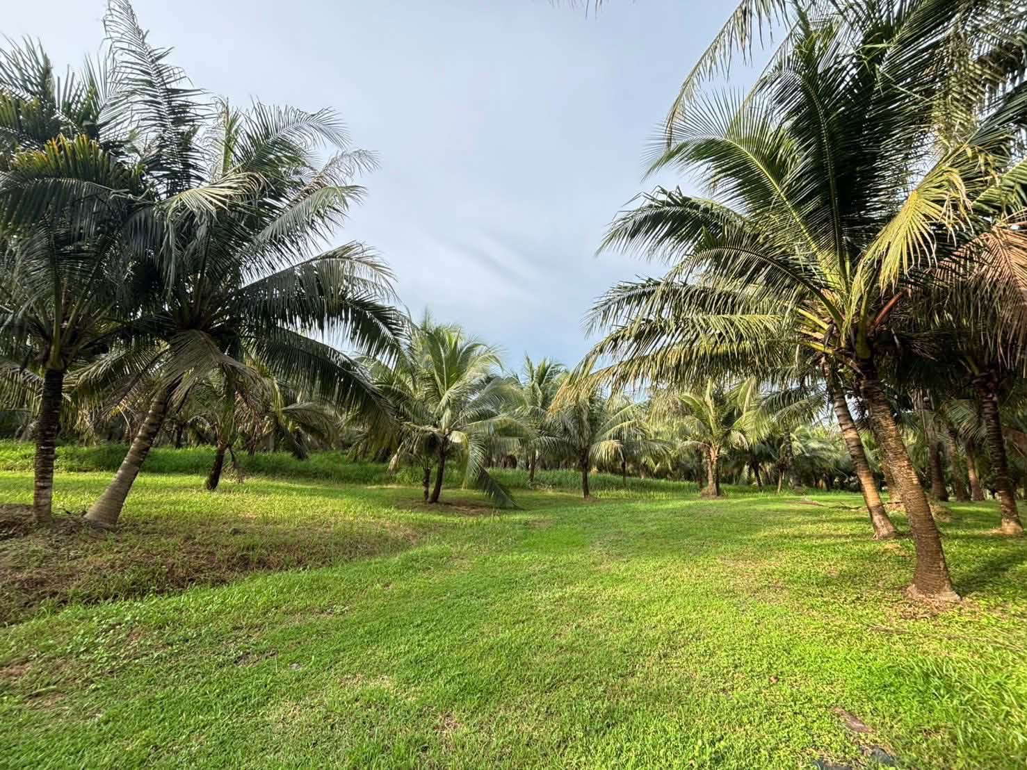 Coconut Garden Land for Sale in Tha Yu, Phang Nga – photo 6