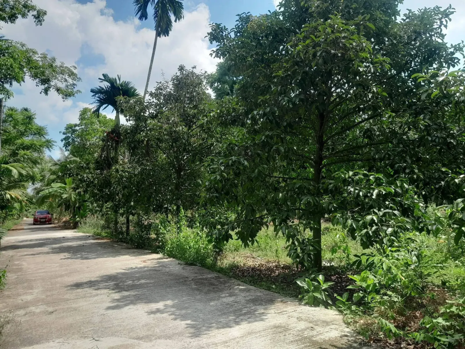 Mangosteen orchard land for sale in Chai Montri, Nakhon Si Thammarat – photo 1