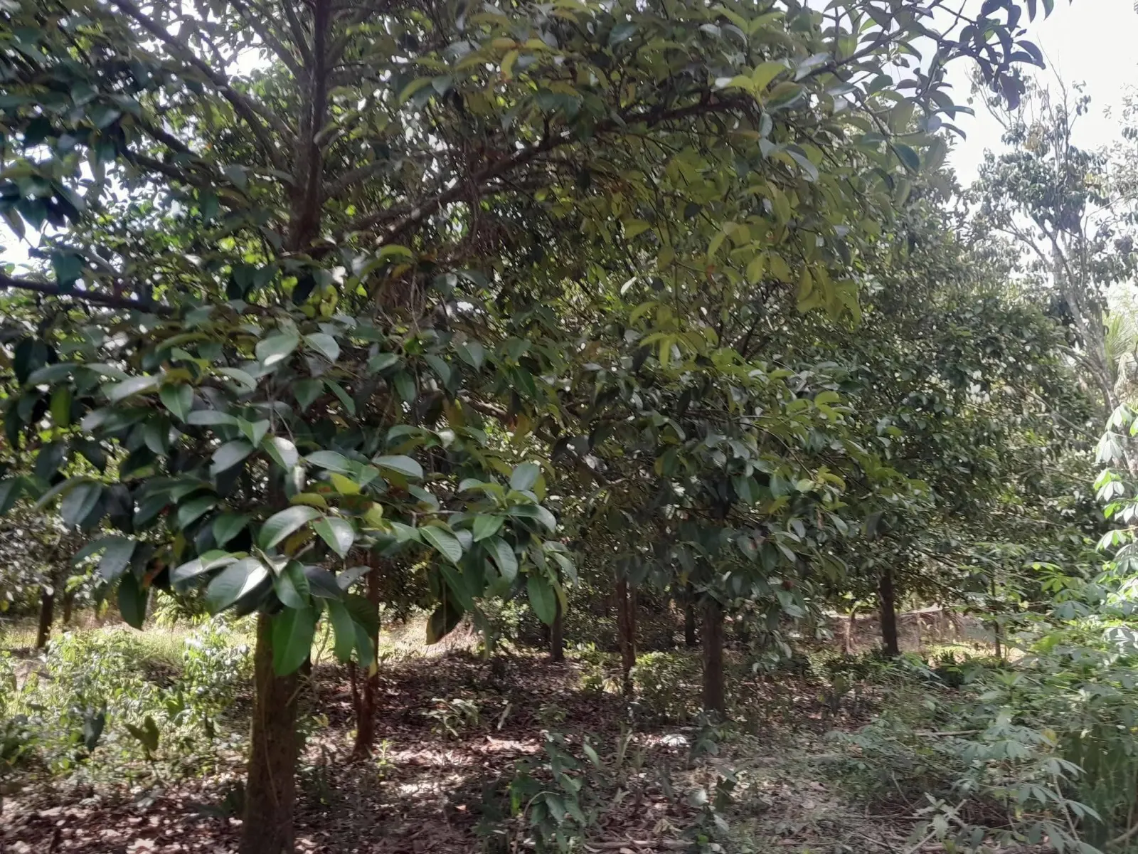 Mangosteen orchard land for sale in Chai Montri, Nakhon Si Thammarat – photo 8