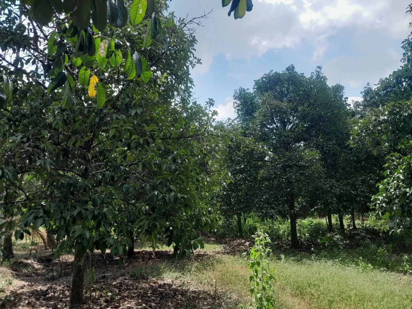 Mangosteen orchard land for sale in Chai Montri, Nakhon Si Thammarat – photo 4