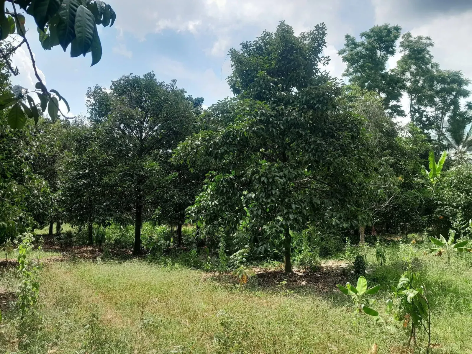 Mangosteen orchard land for sale in Chai Montri, Nakhon Si Thammarat – photo 3
