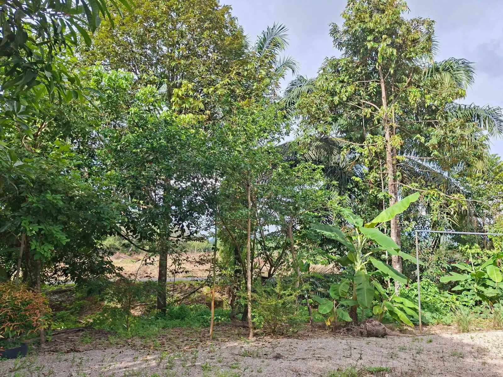 39 rai oil palm plantation with house, Thai Mueang – photo 6