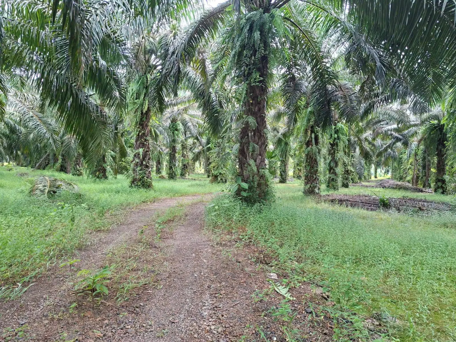 39 rai oil palm plantation with house, Thai Mueang – photo 8