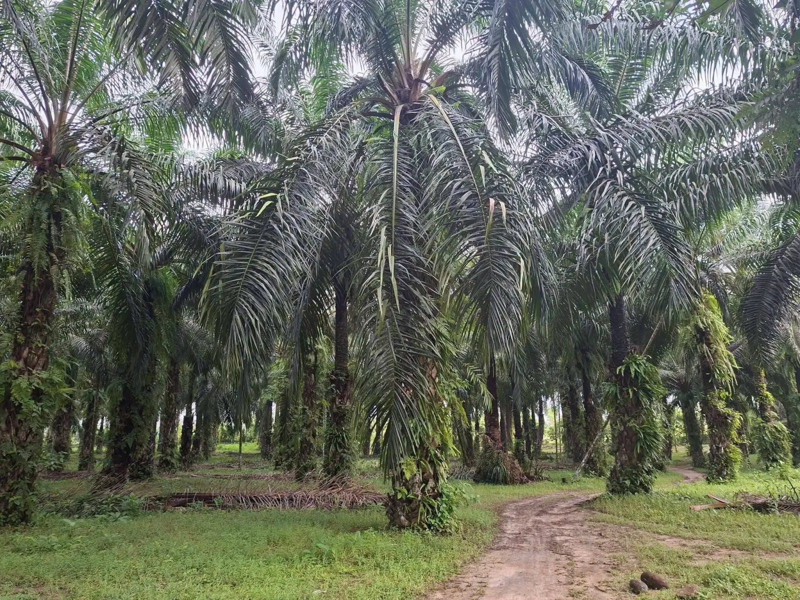 5 rai oil palm plantation in Lam Phi, Thai Mueang – photo 1