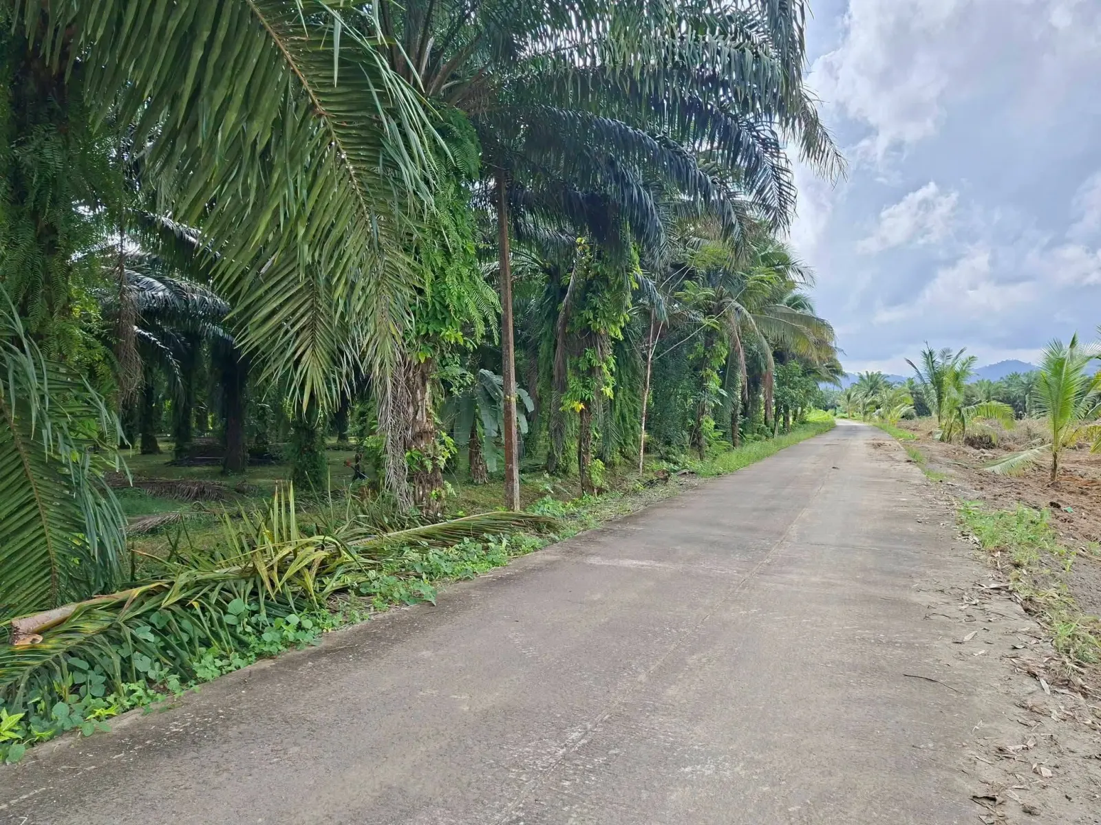 39 rai oil palm plantation with house, Thai Mueang – photo 2