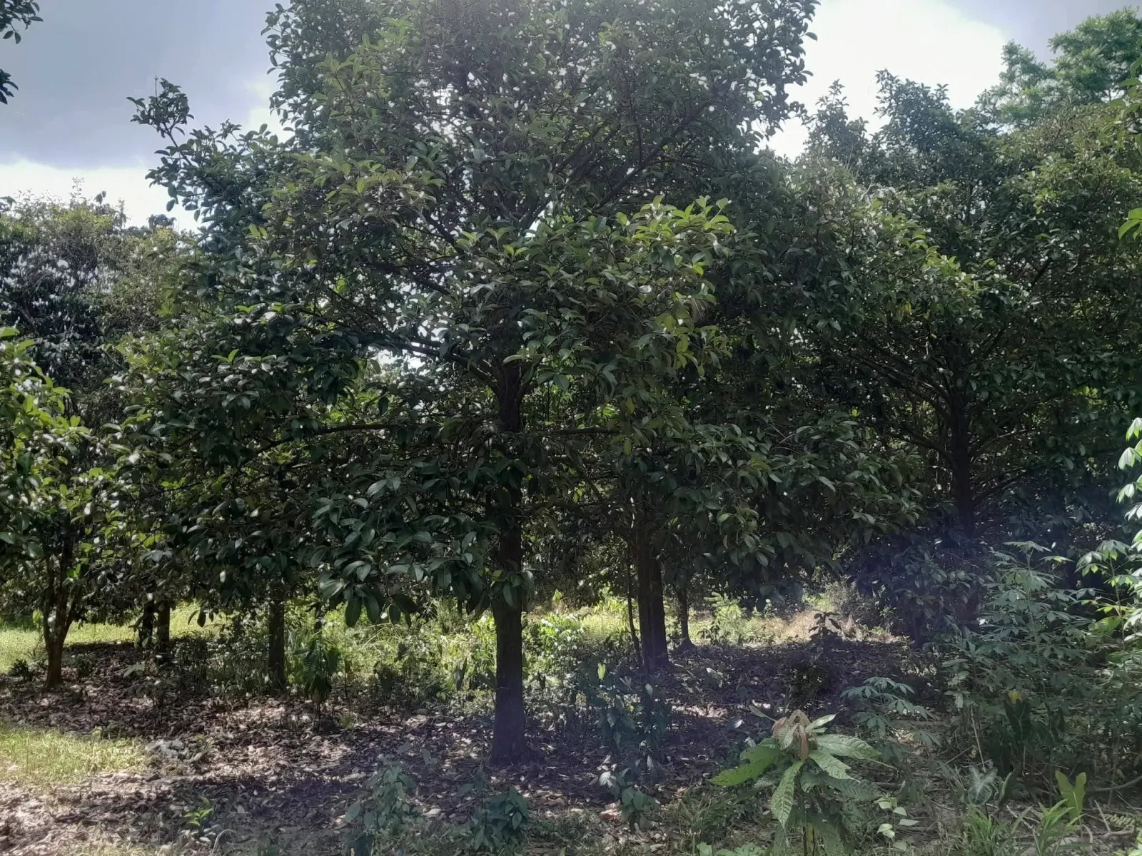 Mangosteen orchard land for sale in Chai Montri, Nakhon Si Thammarat – photo 6