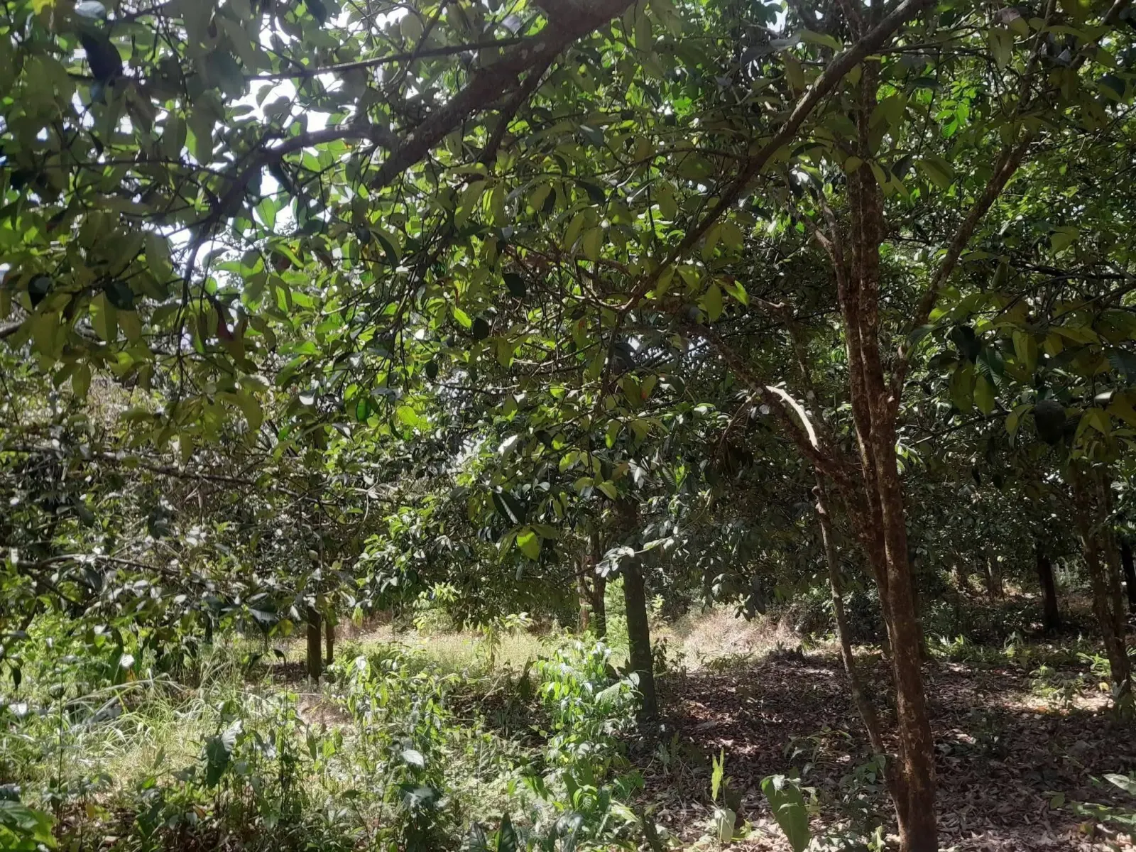 Mangosteen orchard land for sale in Chai Montri, Nakhon Si Thammarat – photo 9