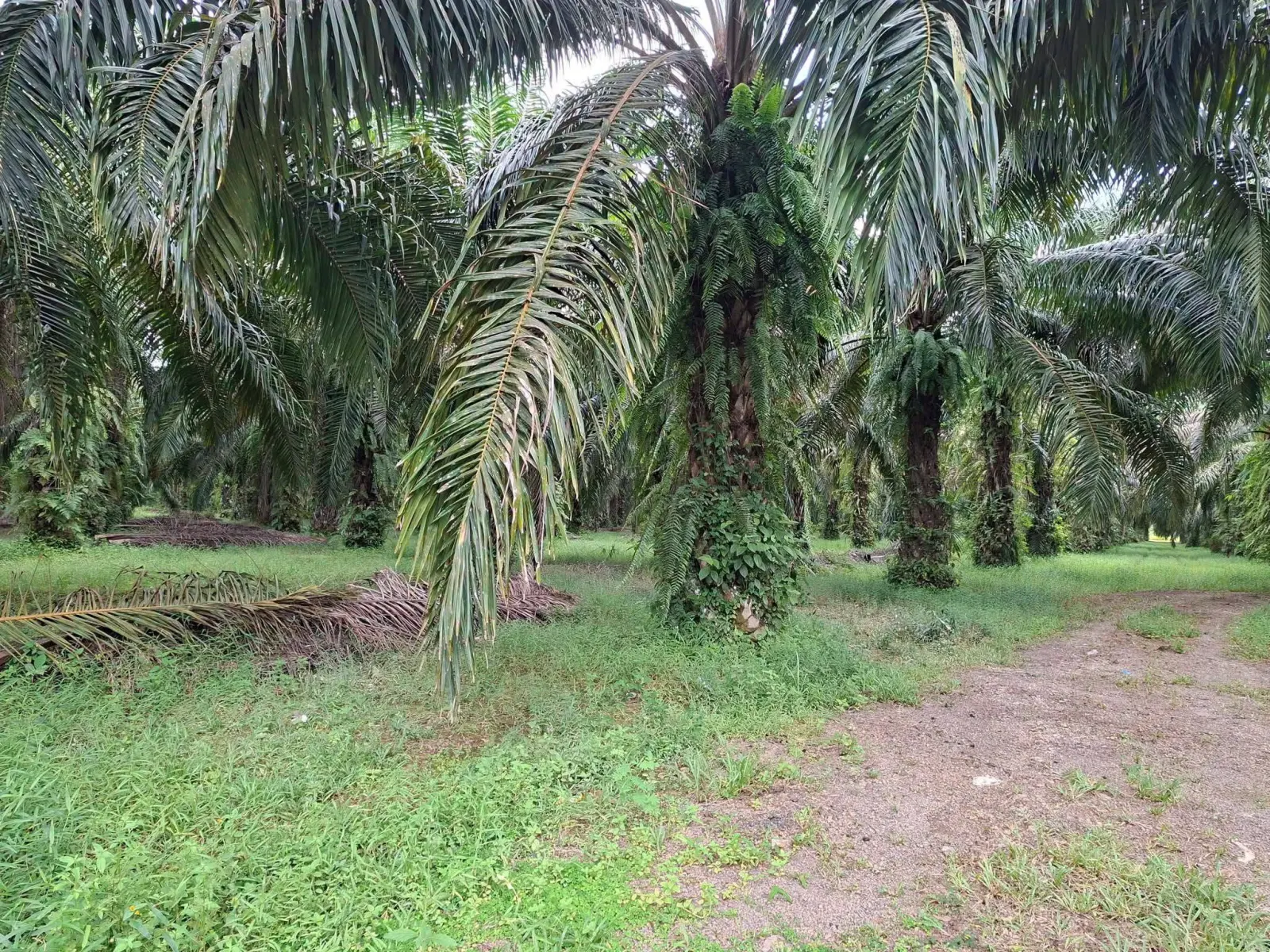 39 rai oil palm plantation with house, Thai Mueang – photo 10