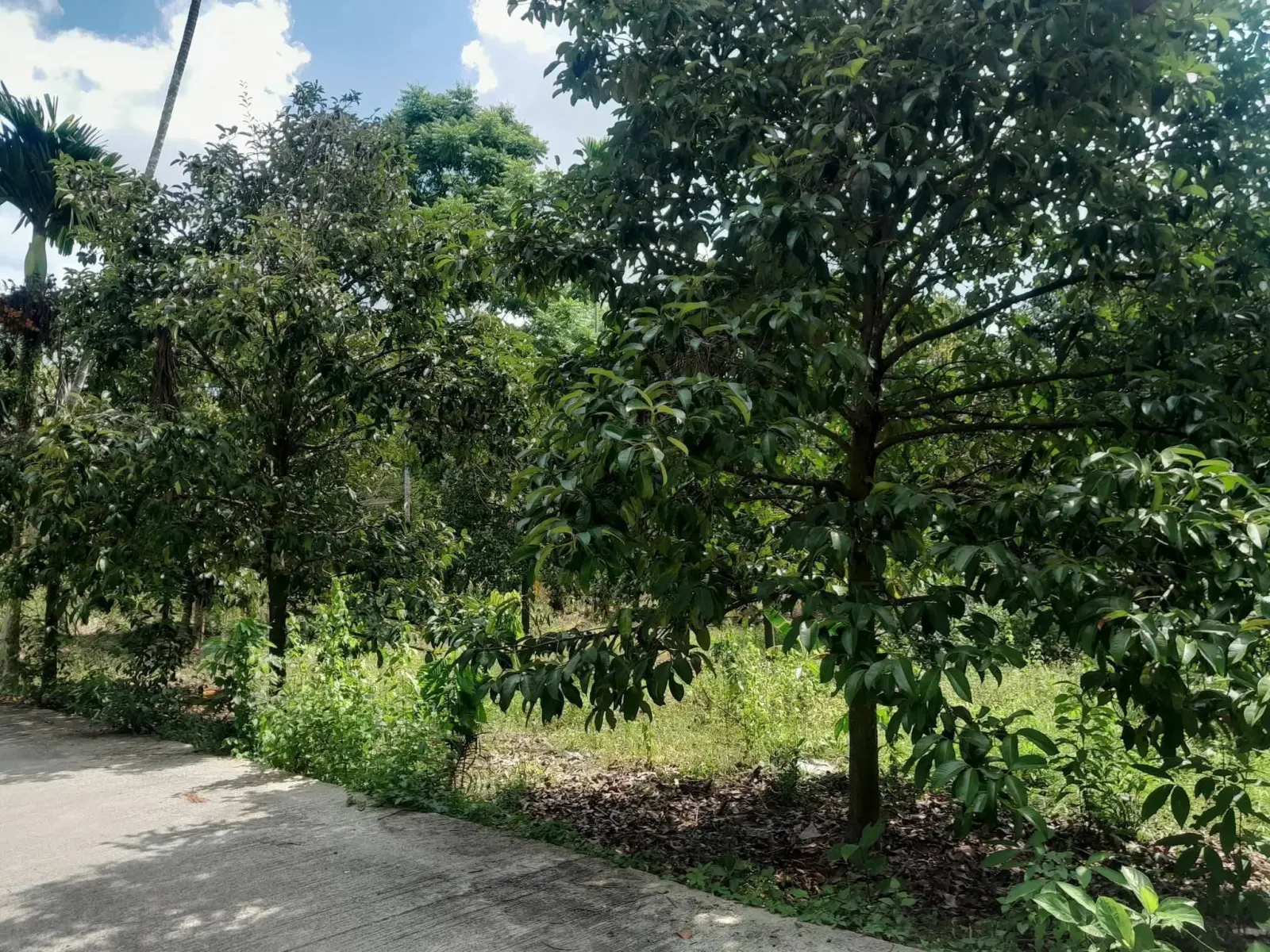 Mangosteen orchard land for sale in Chai Montri, Nakhon Si Thammarat – photo 2