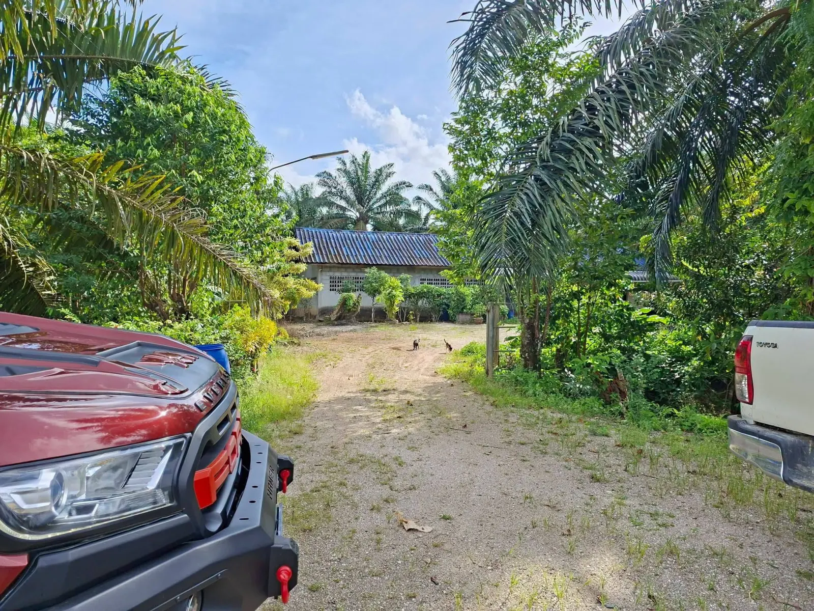 39 rai oil palm plantation with house, Thai Mueang – photo 7
