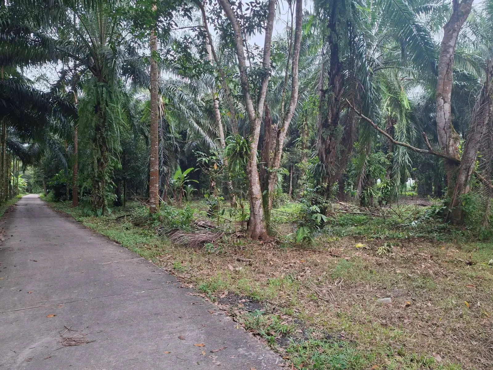 5 rai oil palm plantation in Lam Phi, Thai Mueang – photo 5