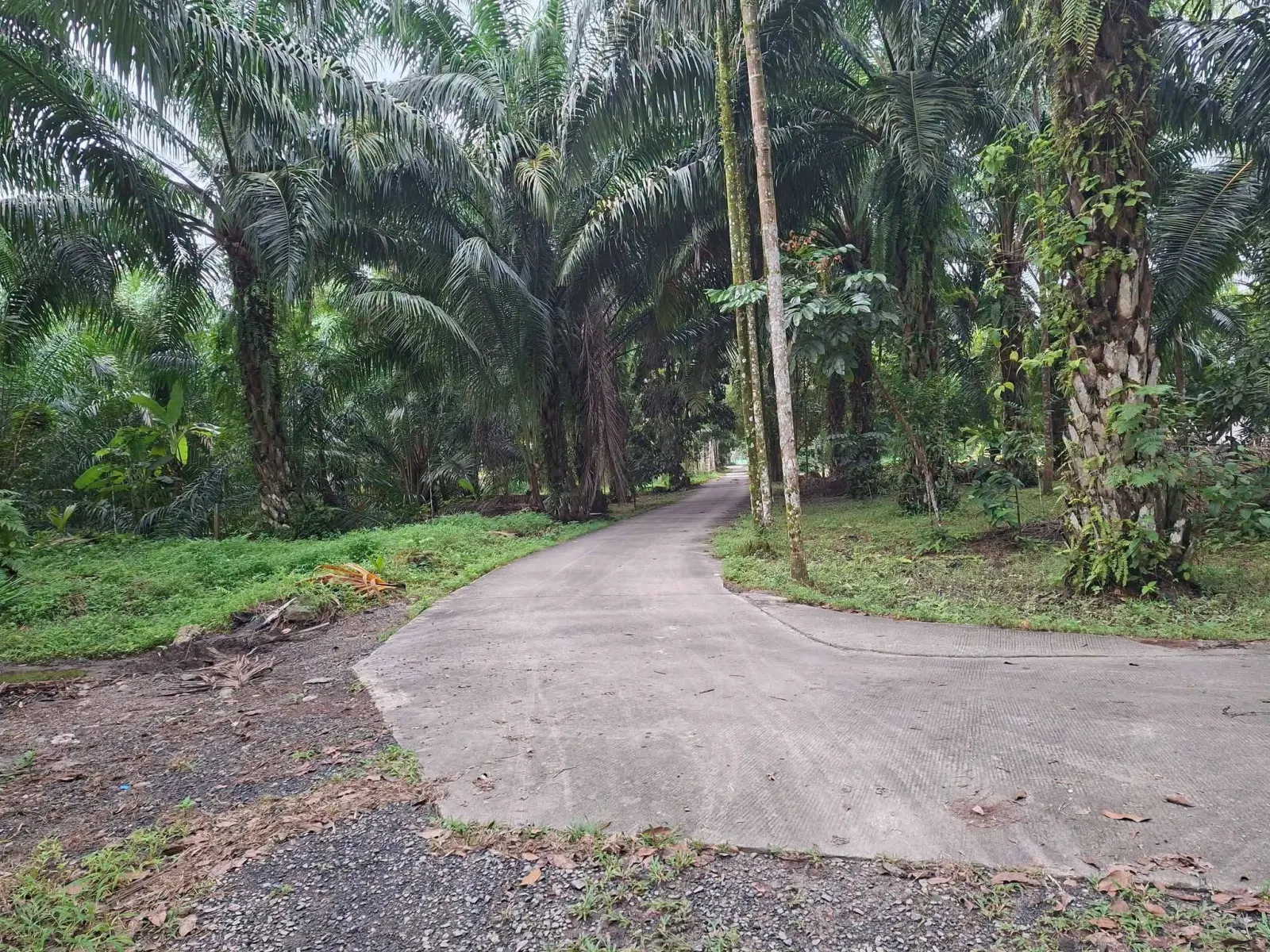 5 rai oil palm plantation in Lam Phi, Thai Mueang – photo 4