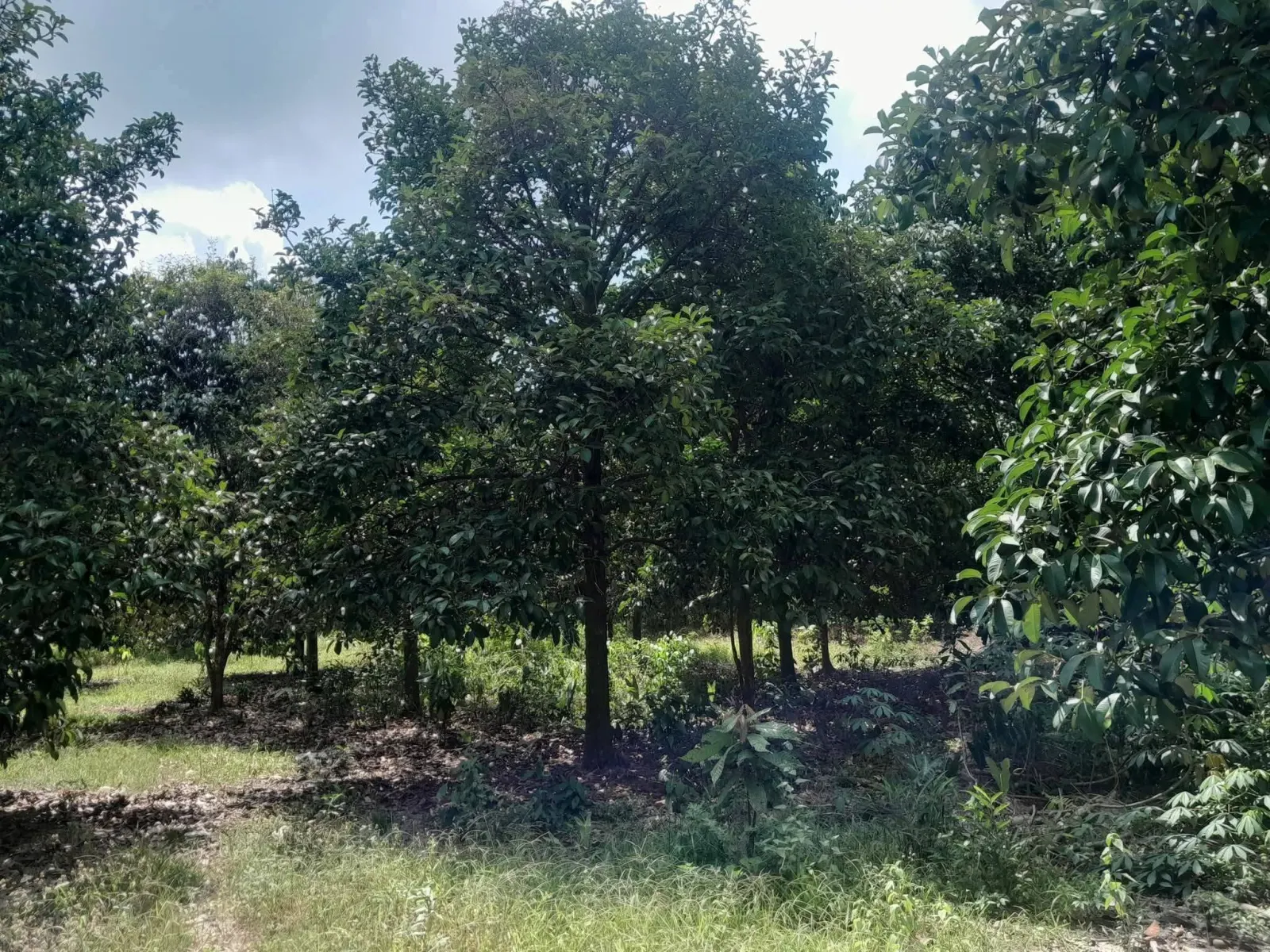 Mangosteen orchard land for sale in Chai Montri, Nakhon Si Thammarat – photo 5