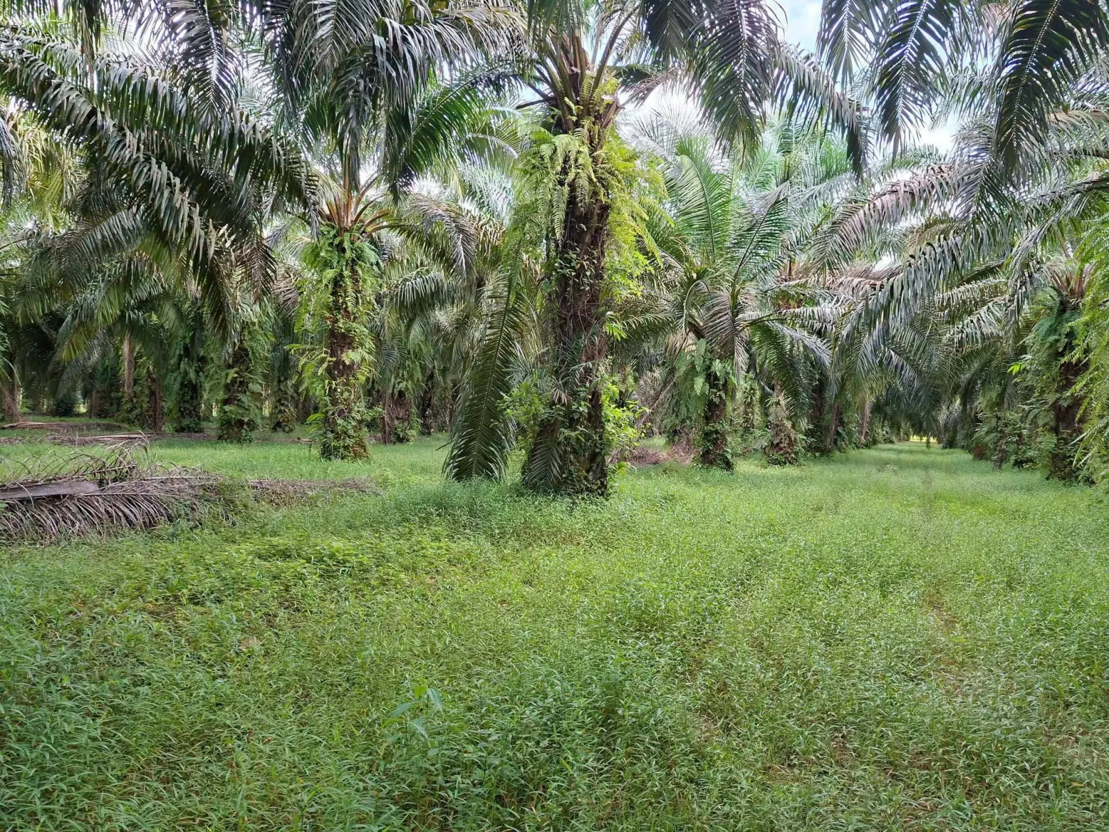 39 rai oil palm plantation with house, Thai Mueang – photo 5