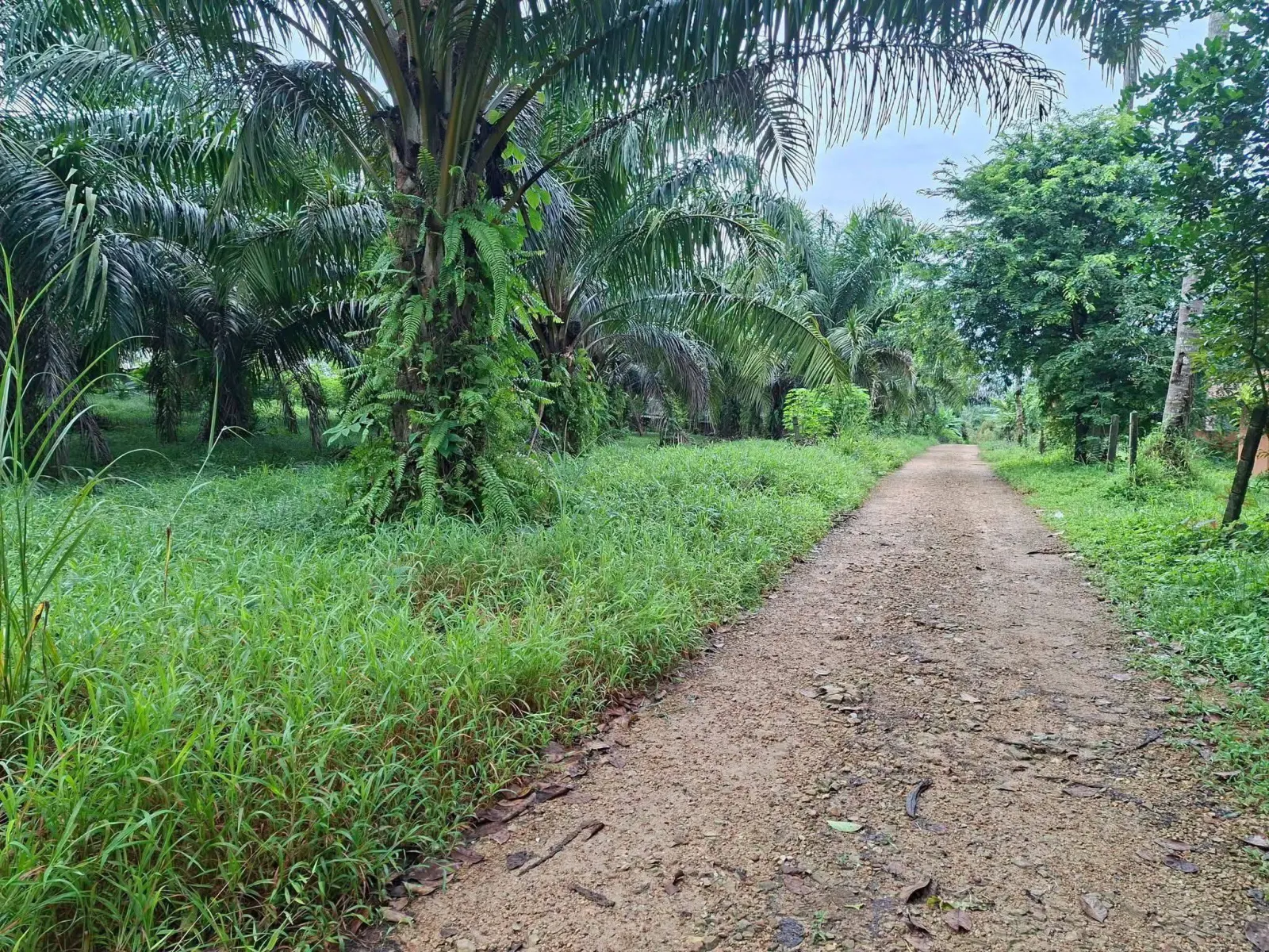 7-rai titled palm plantation land near Khao Lak, Thai Mueang – photo 10