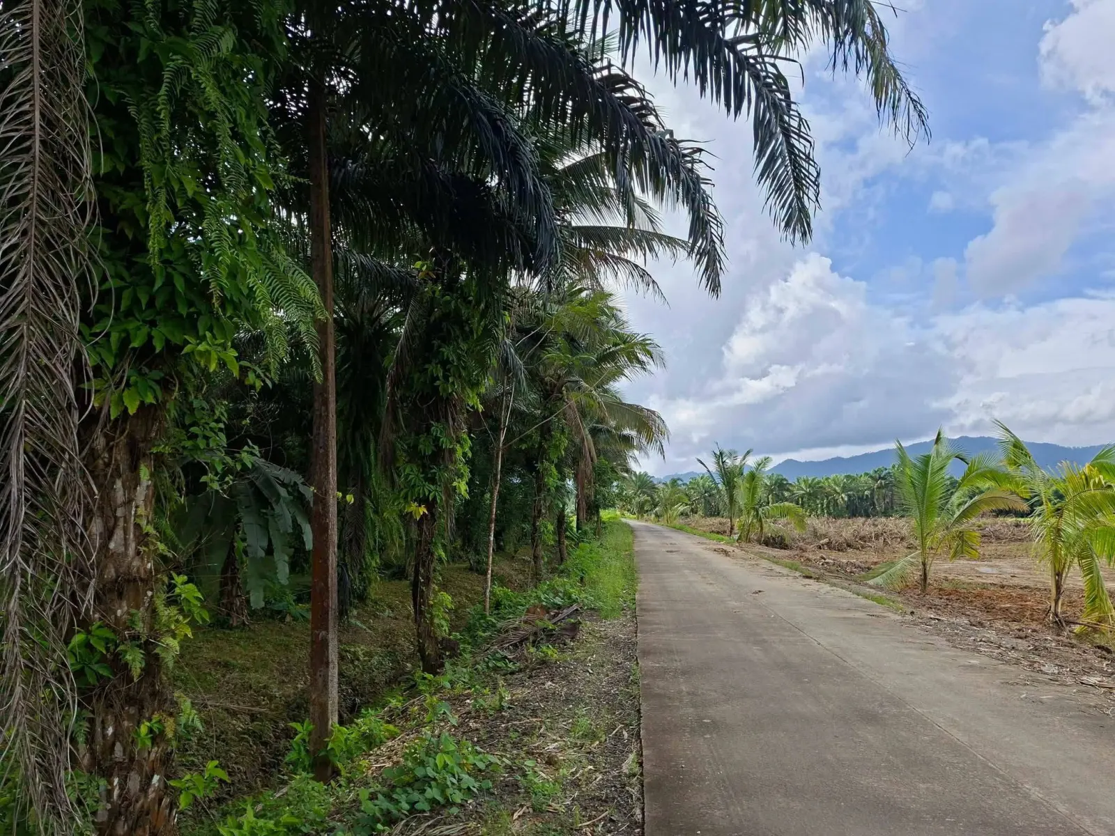 39 rai oil palm plantation with house, Thai Mueang – photo 3