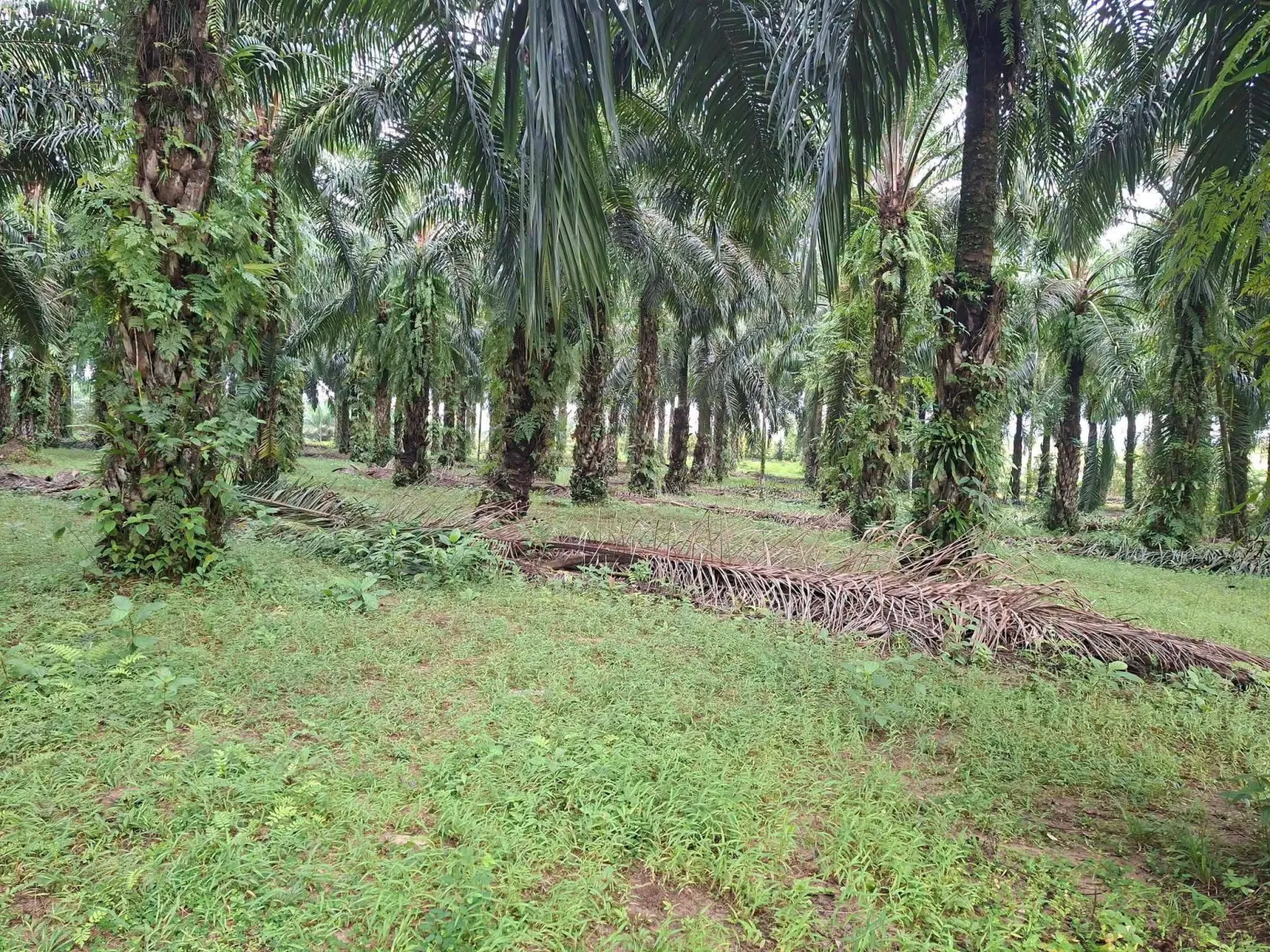 5 rai oil palm plantation in Lam Phi, Thai Mueang – photo 3