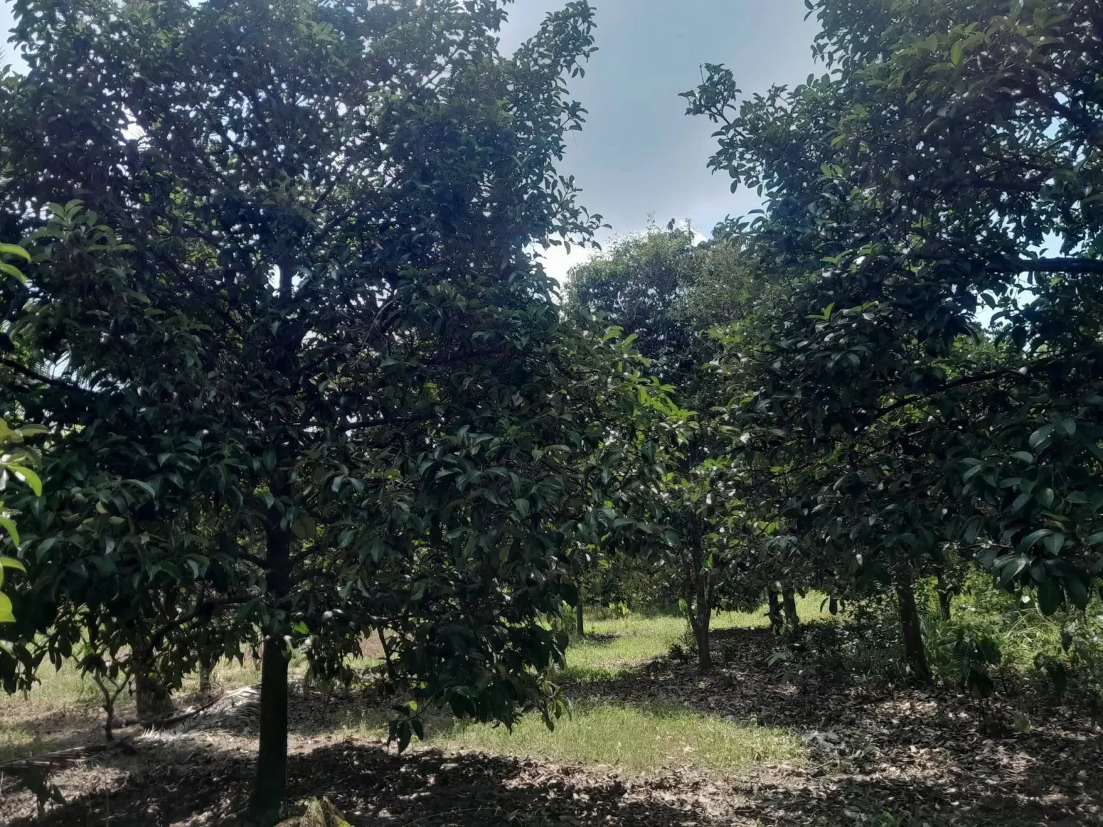 Mangosteen orchard land for sale in Chai Montri, Nakhon Si Thammarat – photo 7
