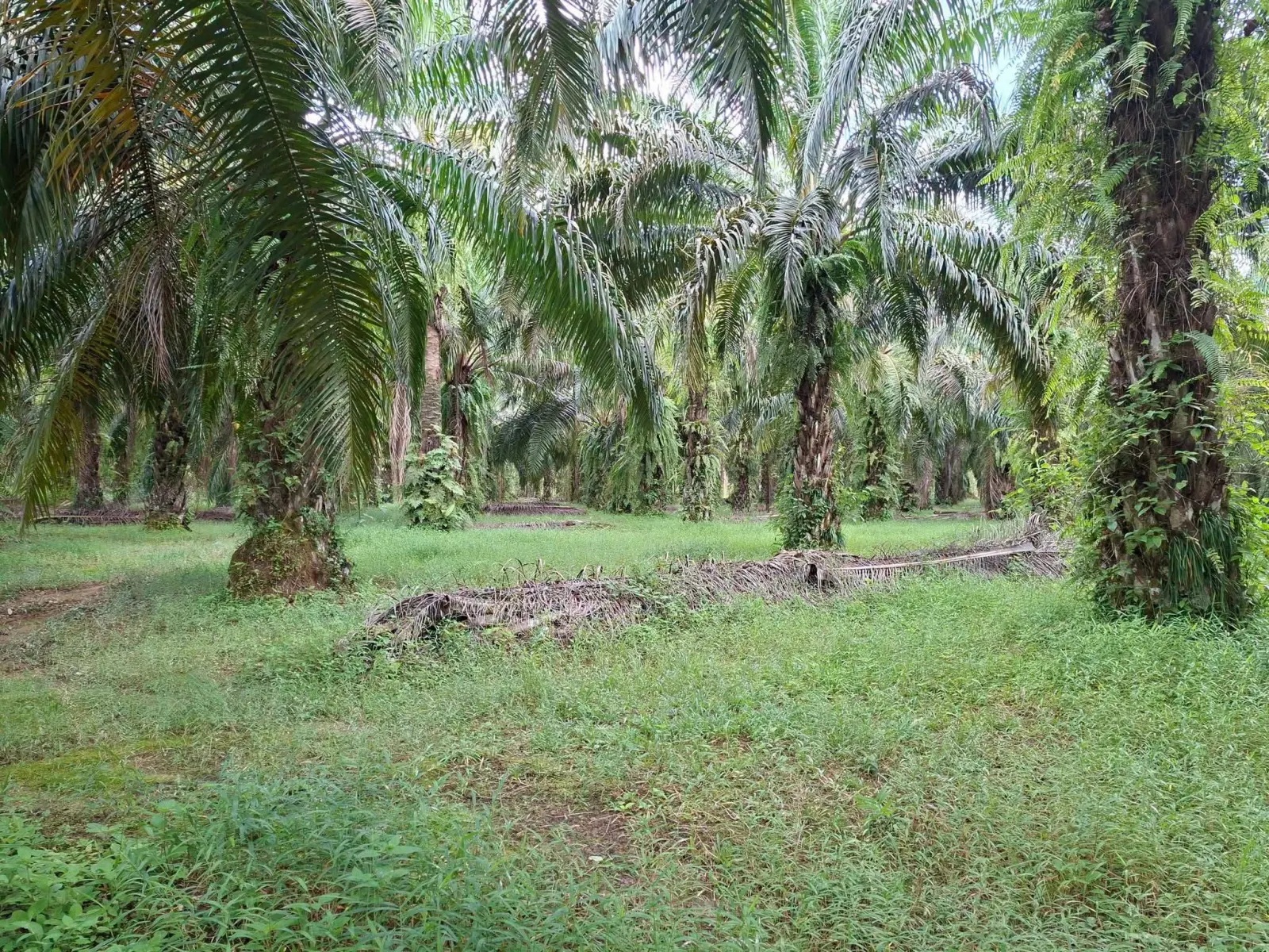 39 rai oil palm plantation with house, Thai Mueang – photo 4