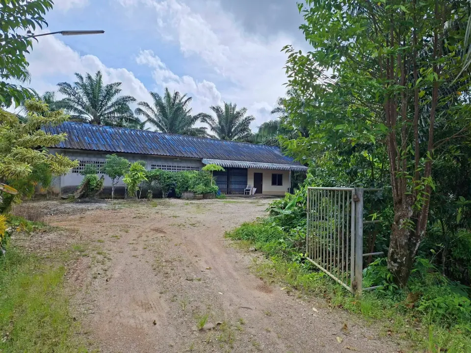 39 rai oil palm plantation with house, Thai Mueang
