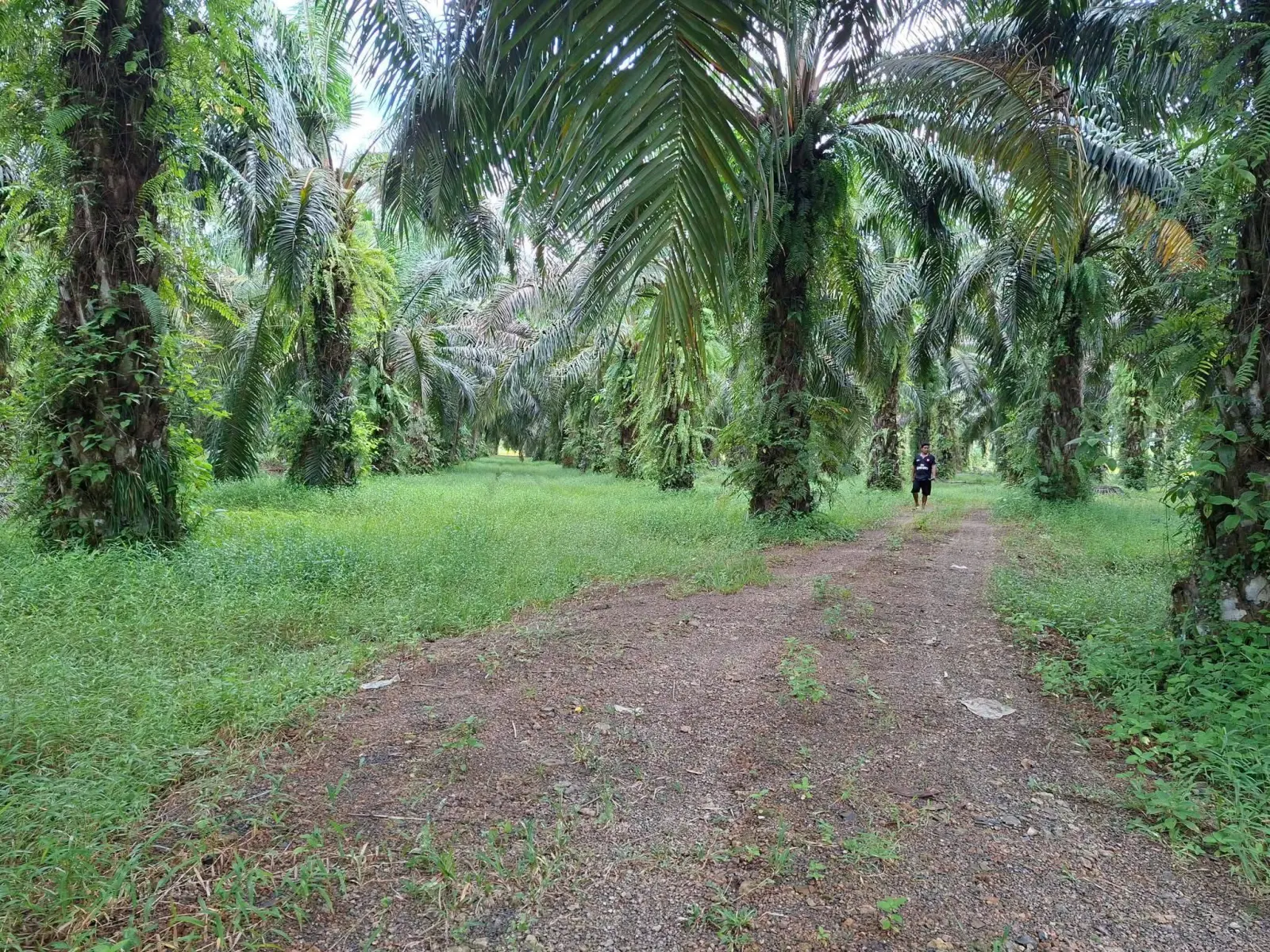 39 rai oil palm plantation with house, Thai Mueang – photo 9