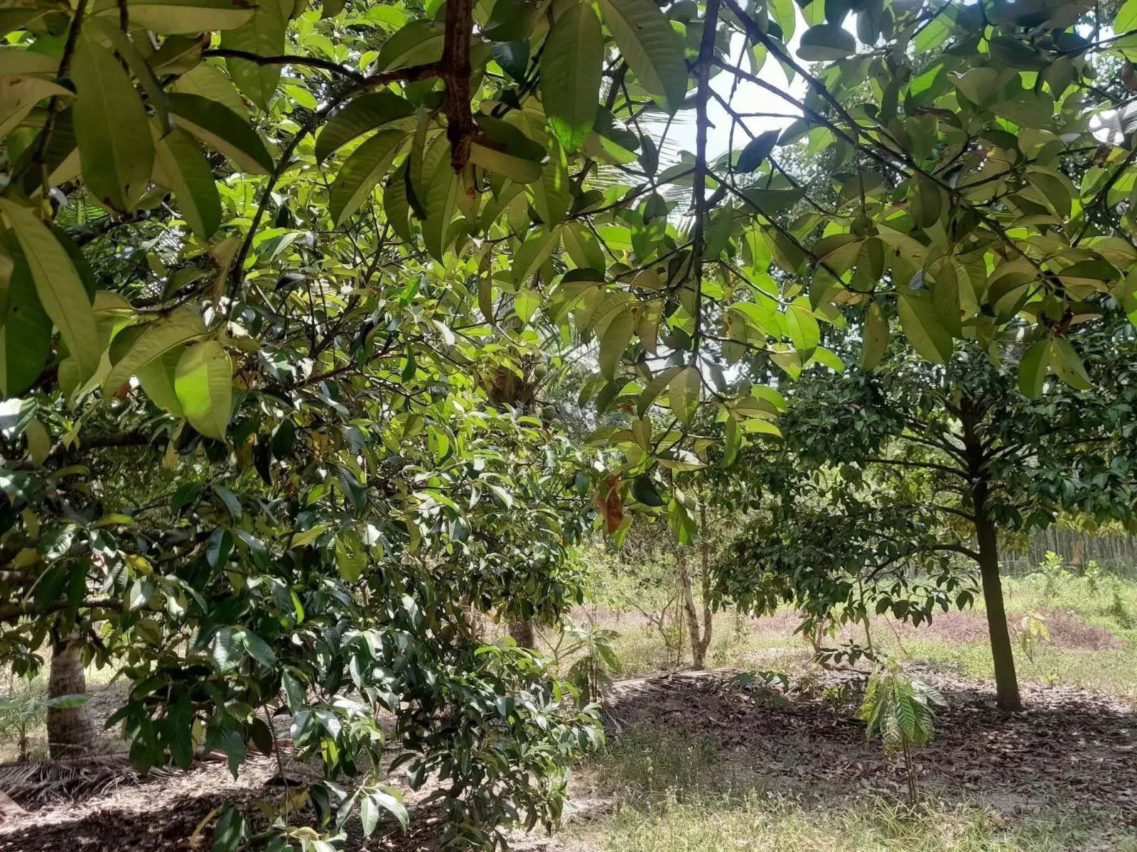 Mangosteen orchard land for sale in Chai Montri, Nakhon Si Thammarat – photo 10
