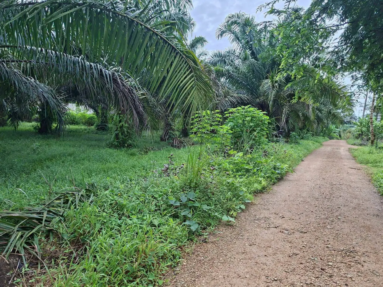 7-rai titled palm plantation land near Khao Lak, Thai Mueang – photo 6