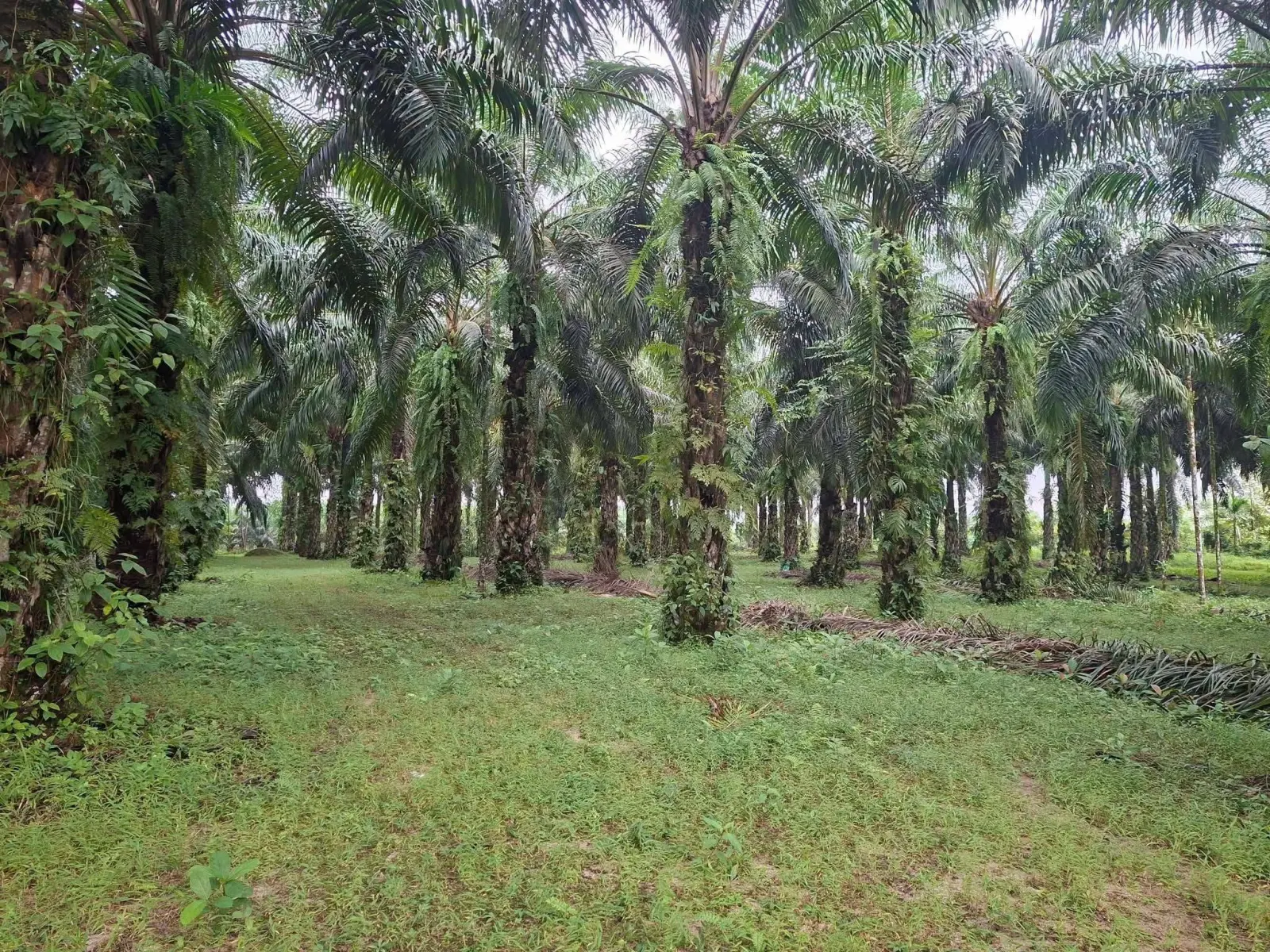 5 rai oil palm plantation in Lam Phi, Thai Mueang – photo 2