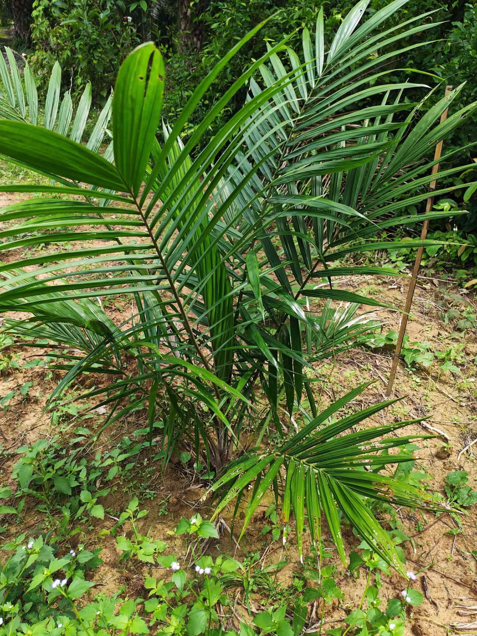 10-rai oil palm plantation for sale in Thung Song, Nakhon Si Thammarat – photo 1