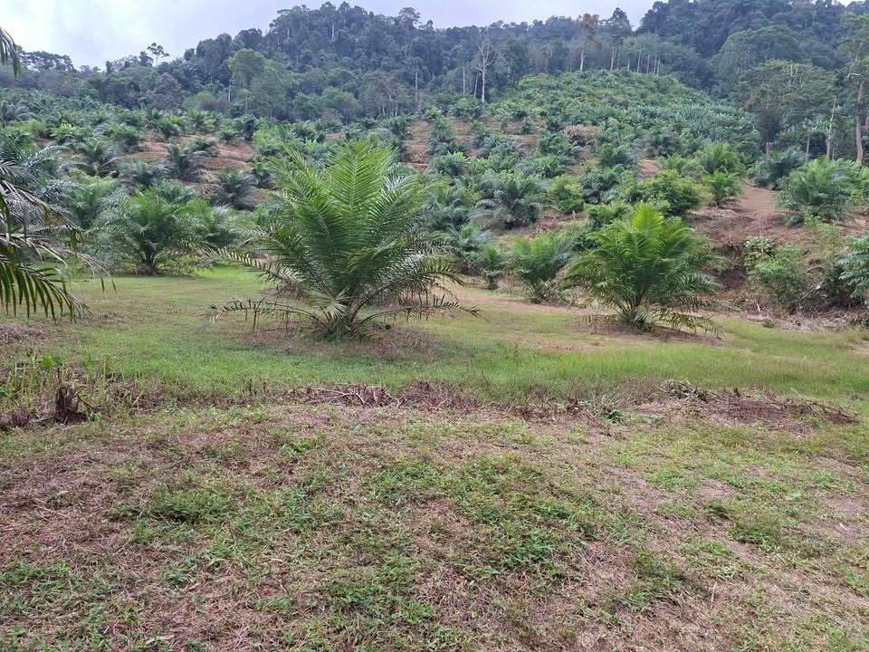 25-26 rai palm plantation land for sale in Lam Phi, Thai Mueang – photo 2