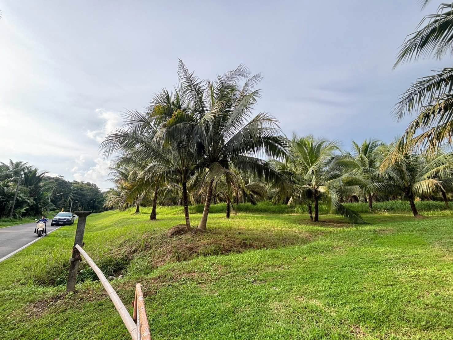 Coconut Garden Land for Sale in Tha Yu, Phang Nga – photo 8