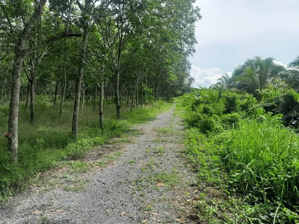 Palm Oil Plantation 11 Rai for Sale, Ron Phibun, Nakhon Si Thammarat – photo 10
